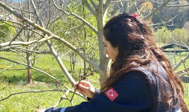 Sinop'taki tarım arazilerinde hasar tespit çalışmaları başladı