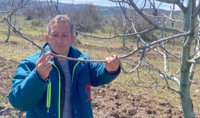 Tavşanlı'da zirai don hasar tespit başvuruları başladı