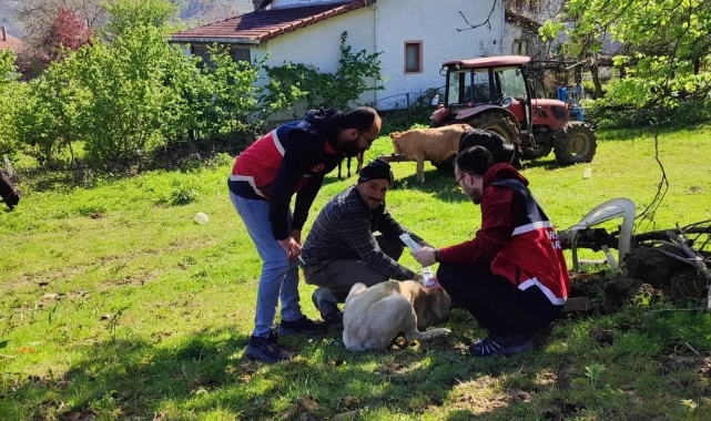 Türkeli’de sahipli köpeklere mikroçip uygulaması