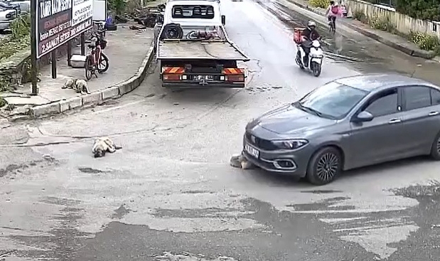 Vahşetin adresi İzmir! Köpeği ezdi arkasına bile bakmadan gitti