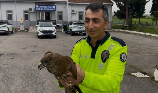Yaralı halde bulunan doğan koruma altına alındı