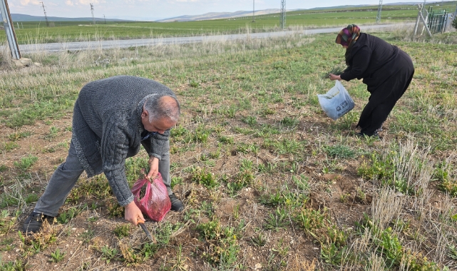 Yozgat’ta yemlik otu bereketi