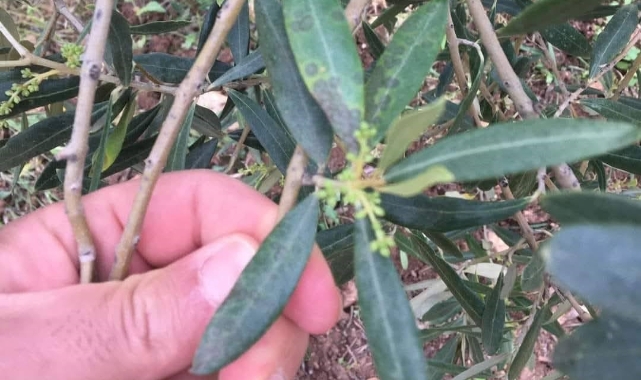 Zeytin üreticilerine ‘halkalı leke’ uyarısı