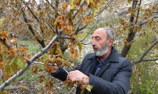 Zirai don Malatya'nın tescilli dalbastı kirazını da vurdu