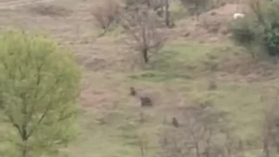 Karabük'te ayılar ve domuzlar görüntülendi