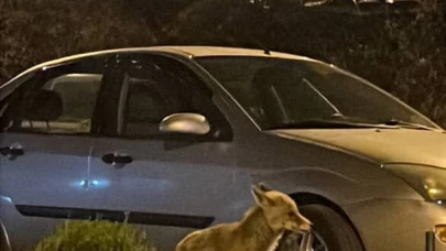Ankara’da aç kalan tilki şehre indi
