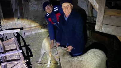 Kayıp hayvanları jandarma buldu