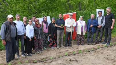 Osmangazi Belediyesi'nden ahududu yetiştiriciliğine destek