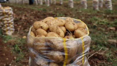 Yurt dışından gelen 2 bin tondan fazla patates virüslü çıktı