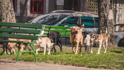 AYM'den sokak hayvanları düzenlemesi kararı