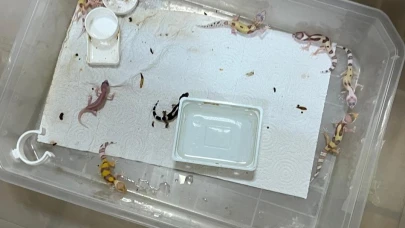 Bursa’da egzotik hayvan ticaretine darbe