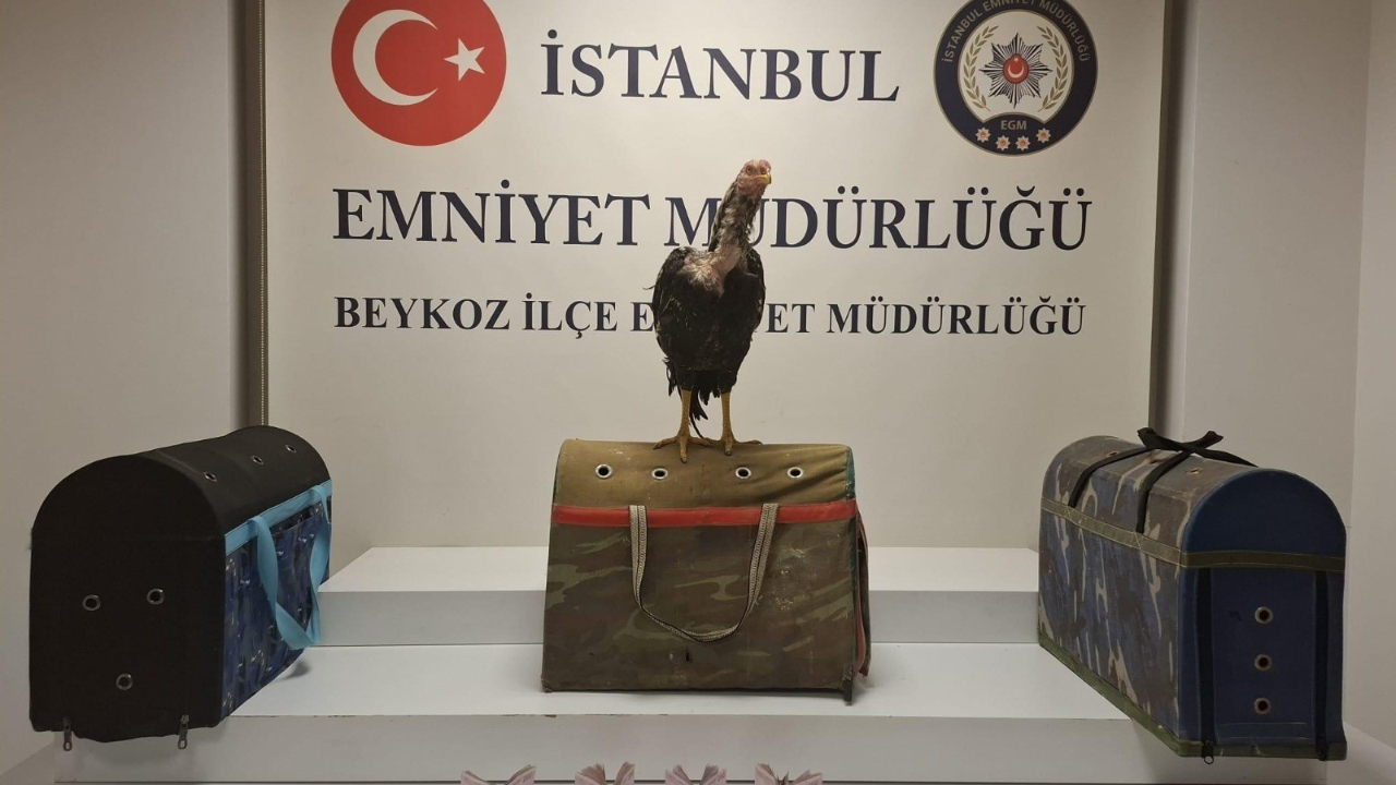 Beykoz’da horoz dövüşüne polis baskını!