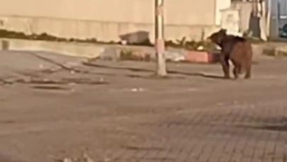 Mahalleye inen bozayı çöpte yiyecek aradı