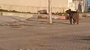 Mahalleye inen bozayı çöpte yiyecek aradı