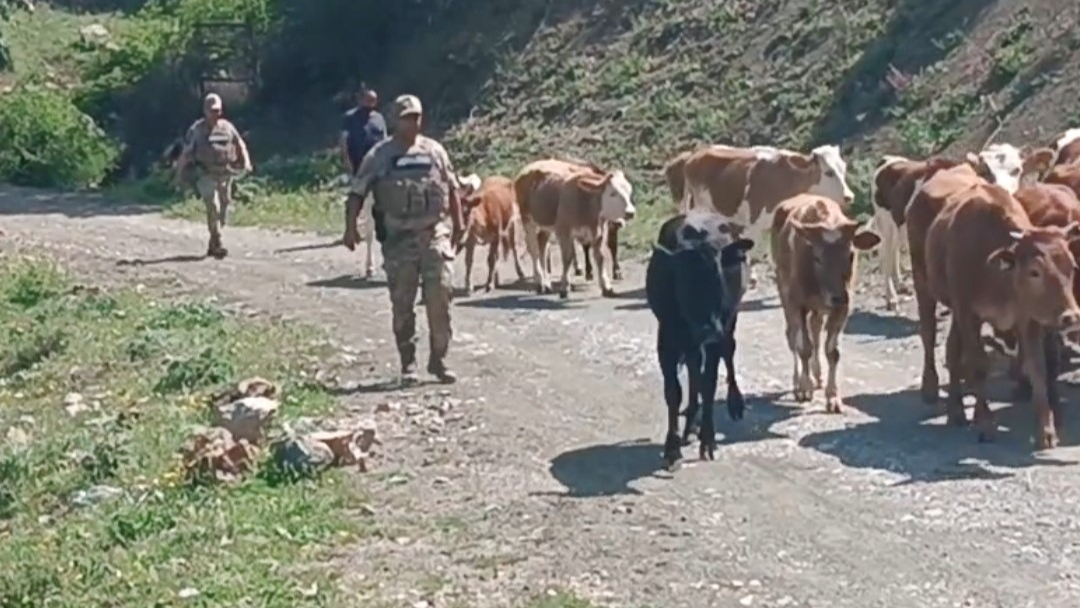 Batman'da kayıp 15 büyükbaş hayvan, jandarma tarafından bulundu