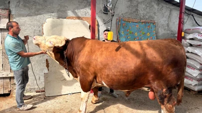 Bursa'da 1 ton 200 kiloluk kurbanlık alıcısını bekliyor
