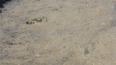 Gemlik Sahilleri'ndeki müsilaj balık yumurtalarını öldürüyor