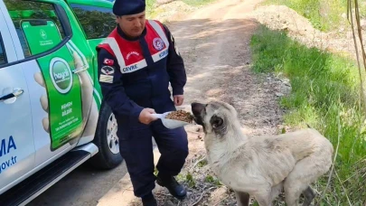 Karanlıkdere Vadisi’nde jandarmadan denetim