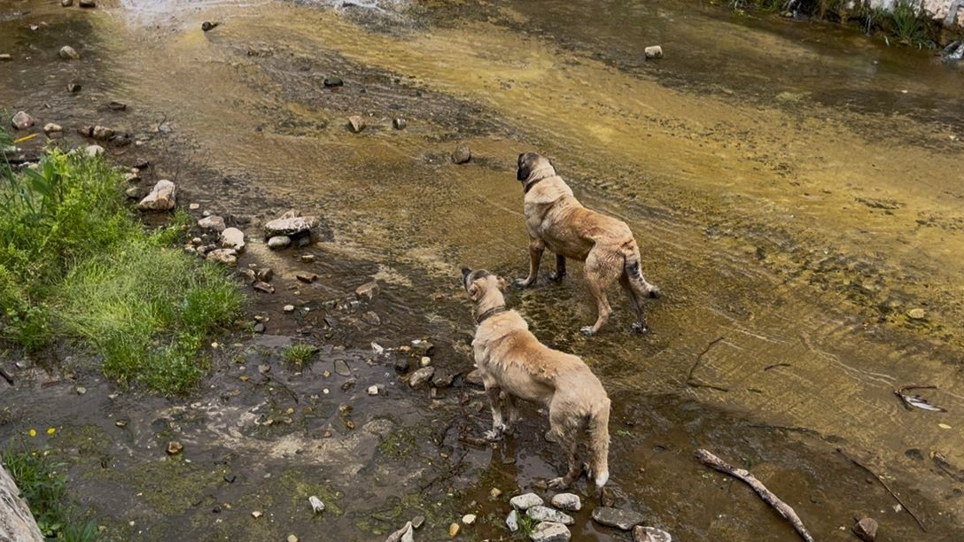 Derede mahsur kalan Kangal köpeklerini sahibi suya atlayıp kurtardı