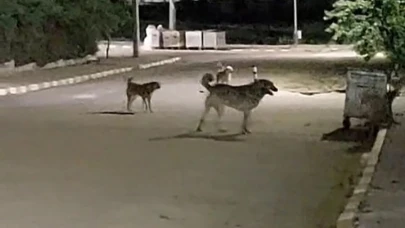 Malkara OSB'de gece saatlerinde toplanan köpekler tedirginliğe neden oluyor
