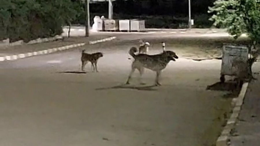 Malkara OSB'de gece saatlerinde toplanan köpekler tedirginliğe neden oluyor