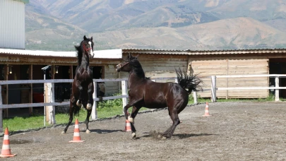 Koçaker, atlı spor kulübünde incelemelerde bulundu