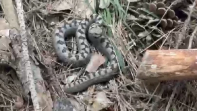 Nadir görülen zehirli boynuzlu engerek yılanı Bolu’da görüntülendi