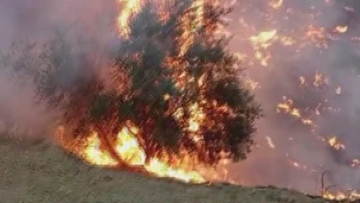 Hatay’da zeytinlikte yangın