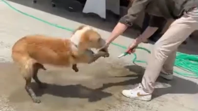 Ayakları betona bulanan köpeğe esnaftan yardım eli