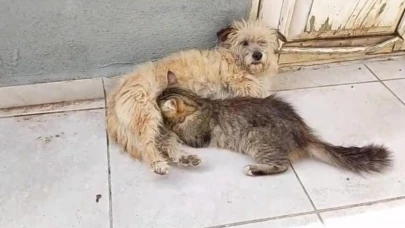 Dişi köpek kedilere annelik yapıyor