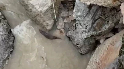 Tağar Çayında su samurları görüntülendi