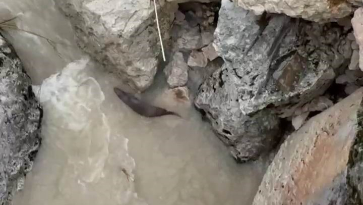 Tağar Çayında su samurları görüntülendi