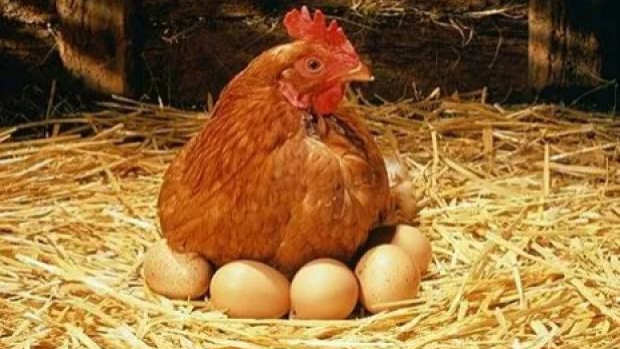 Yıllık tavuk yumurtası üretiminde azalma!