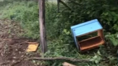 Sinop’ta aç kalan ayı, arı kovanlarına saldırdı