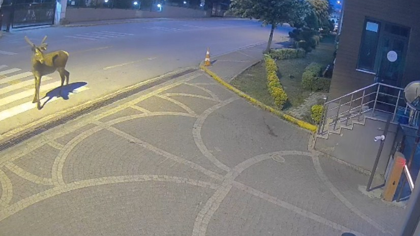 Doğaya salınan kızıl geyikler şehri çok sevdi