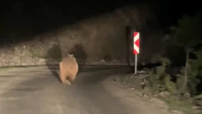 Bolu’da otomobil gören ayı korkup kaçtı