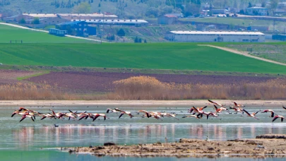 Gölbaşı flamingoları ağırlıyor