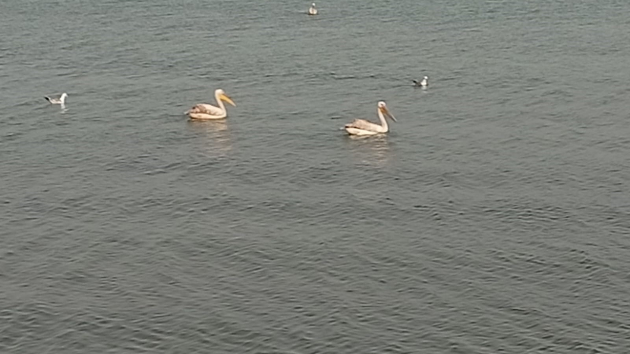 İznik gölünde görsel şölen