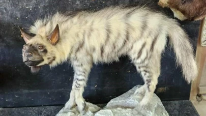 Çizgili sırtlanın tahniti yaptırıldı