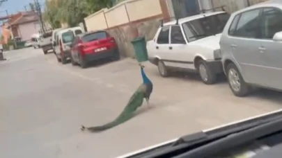 Bursa'da sokak ortasında gezen tavus kuşu sürücülere ilginç anlar yaşattı