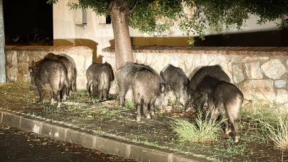 Doğa koruyucuları yaban domuzları için sahada