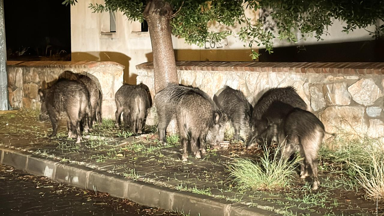 Doğa koruyucuları yaban domuzları için sahada