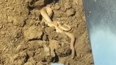 Hava ısındı yılanlar ortaya çıktı