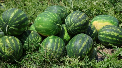 Tescilli Adana karpuzunda hasat zamanı