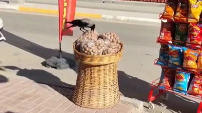 Ceviz çalan karga kameralara yakalandı