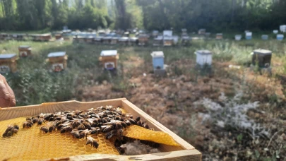 Dünya Arı Günü'nde öğrencilere arılar anlatıldı, bal dağıtıldı