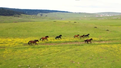 Yılkı atları yaylalarda havadan görüntülendi