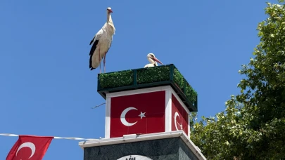 Can ve Canan leylek İznik'teki yuvalarına geldi