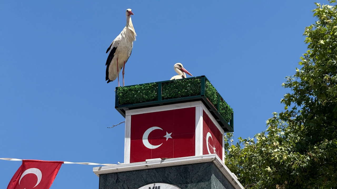 Can ve Canan leylek İznik'teki yuvalarına geldi