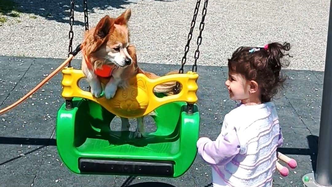 Samsun'da bir köpek park keyfi yaptı